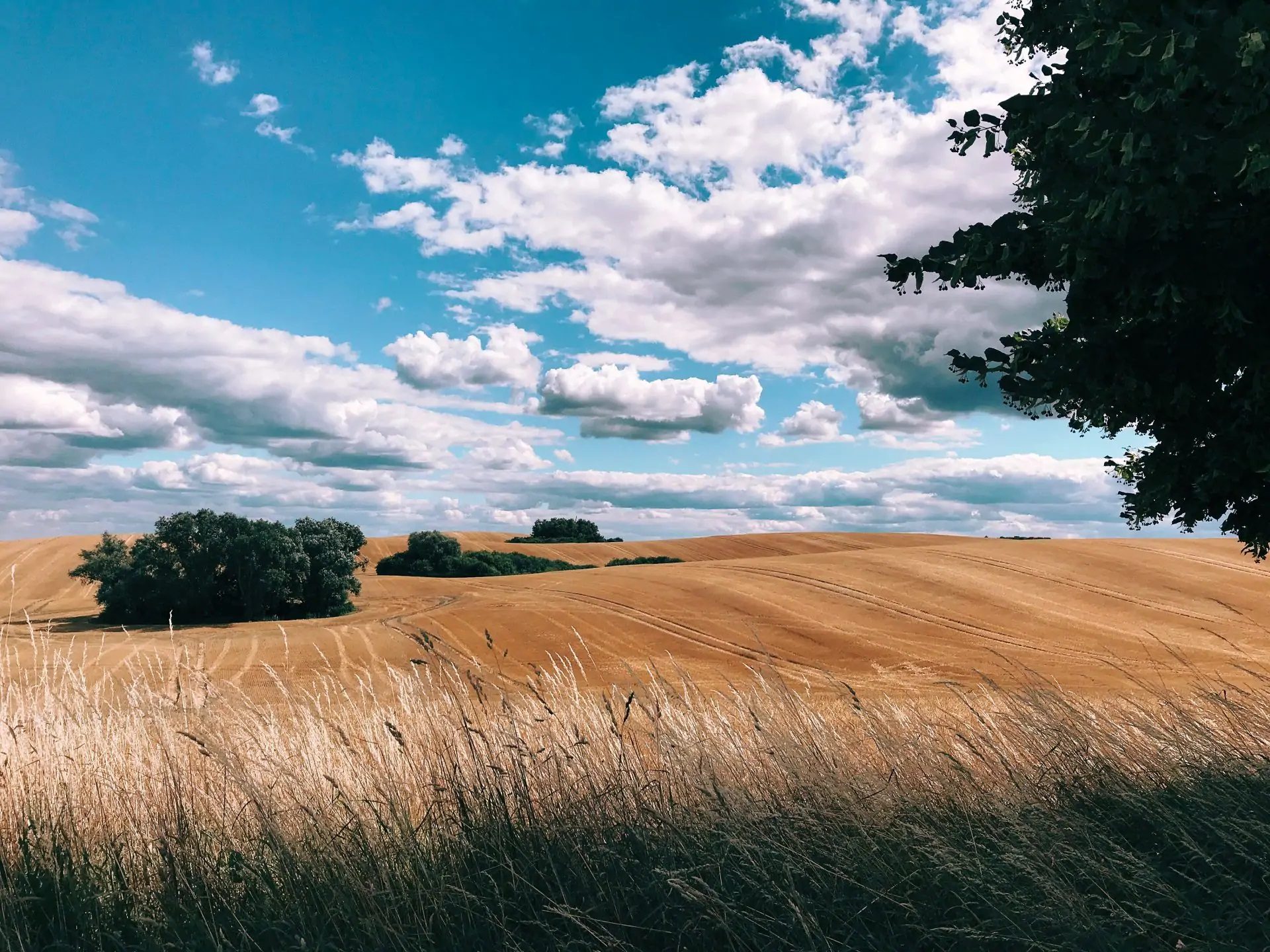 iPhone-fotovinnarna har korats