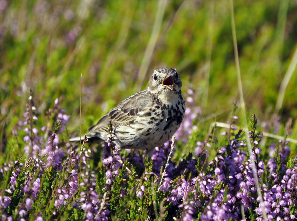 Olympus 150-400mm sample VI