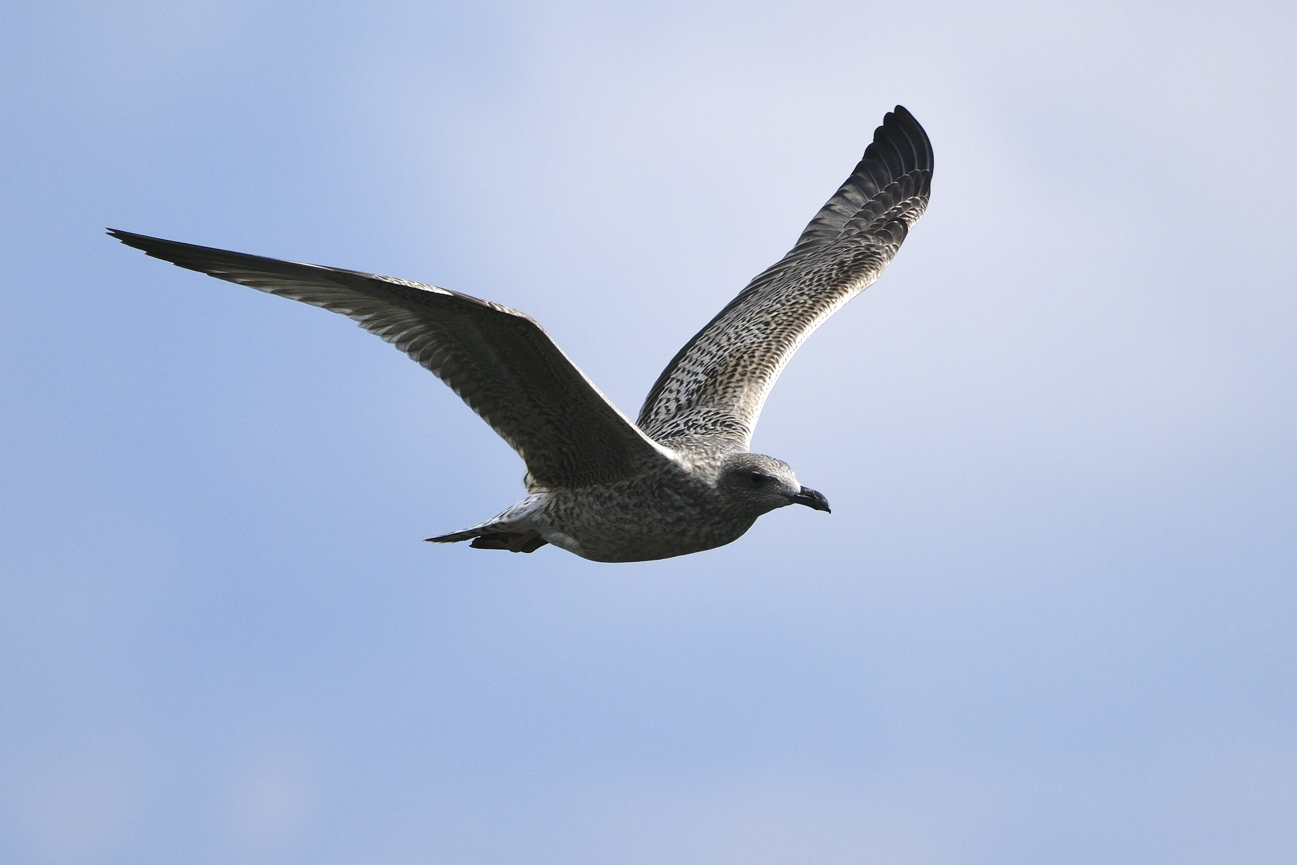 Fuji XF 150 600 bird shot 1 Fuji XF 150 600 bird shot 1