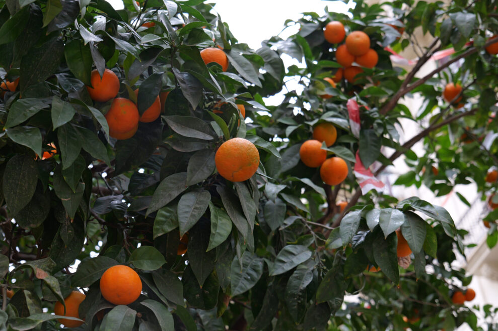 Lumix S5II orange tree