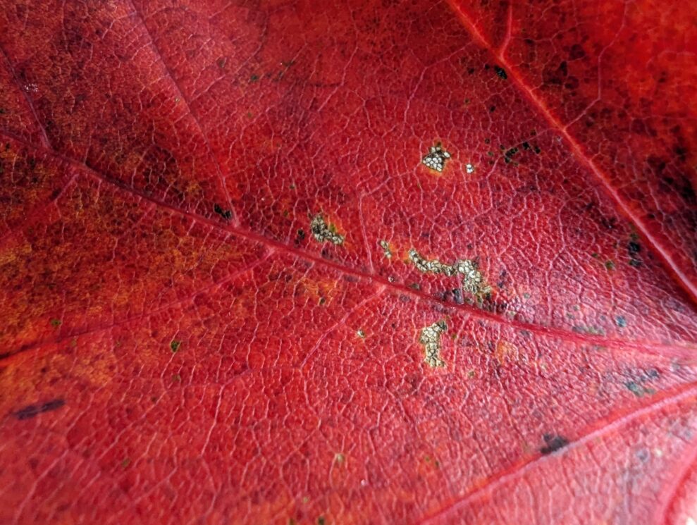 macro pixel 7 pro