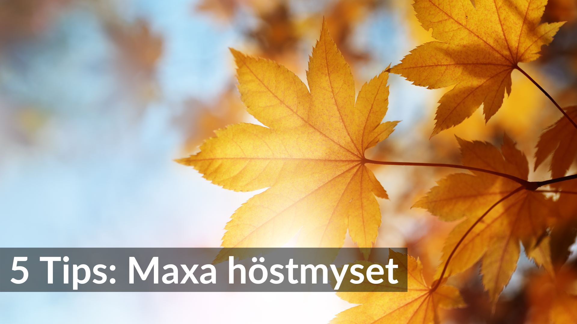 Maxa höstmyset: 5 trendiga tips