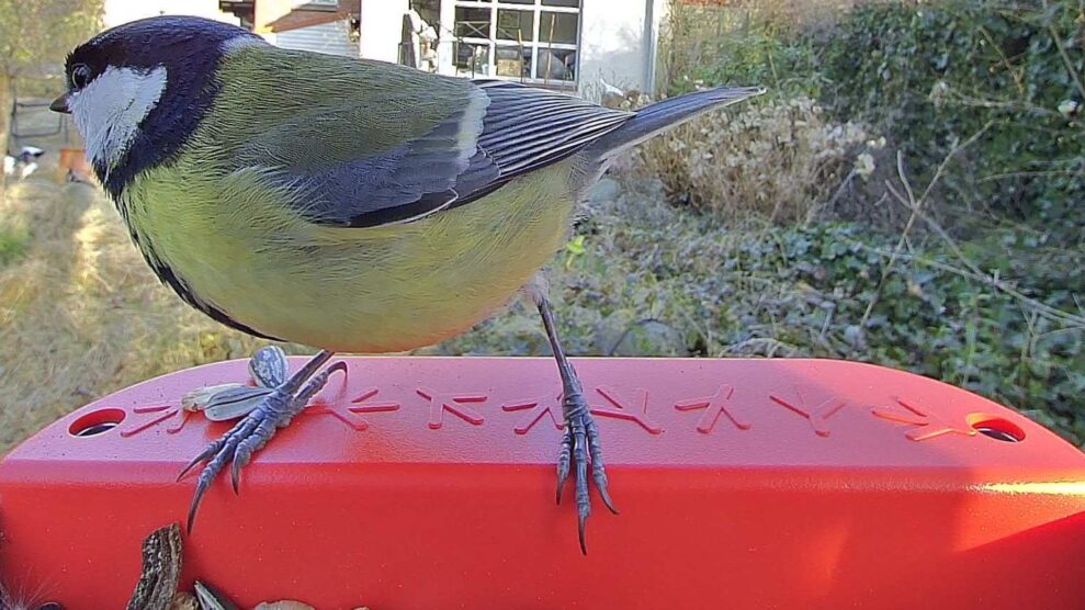 Bird Buddy Smart Bird Feeder PRO Solar 2 BB Musvit pose