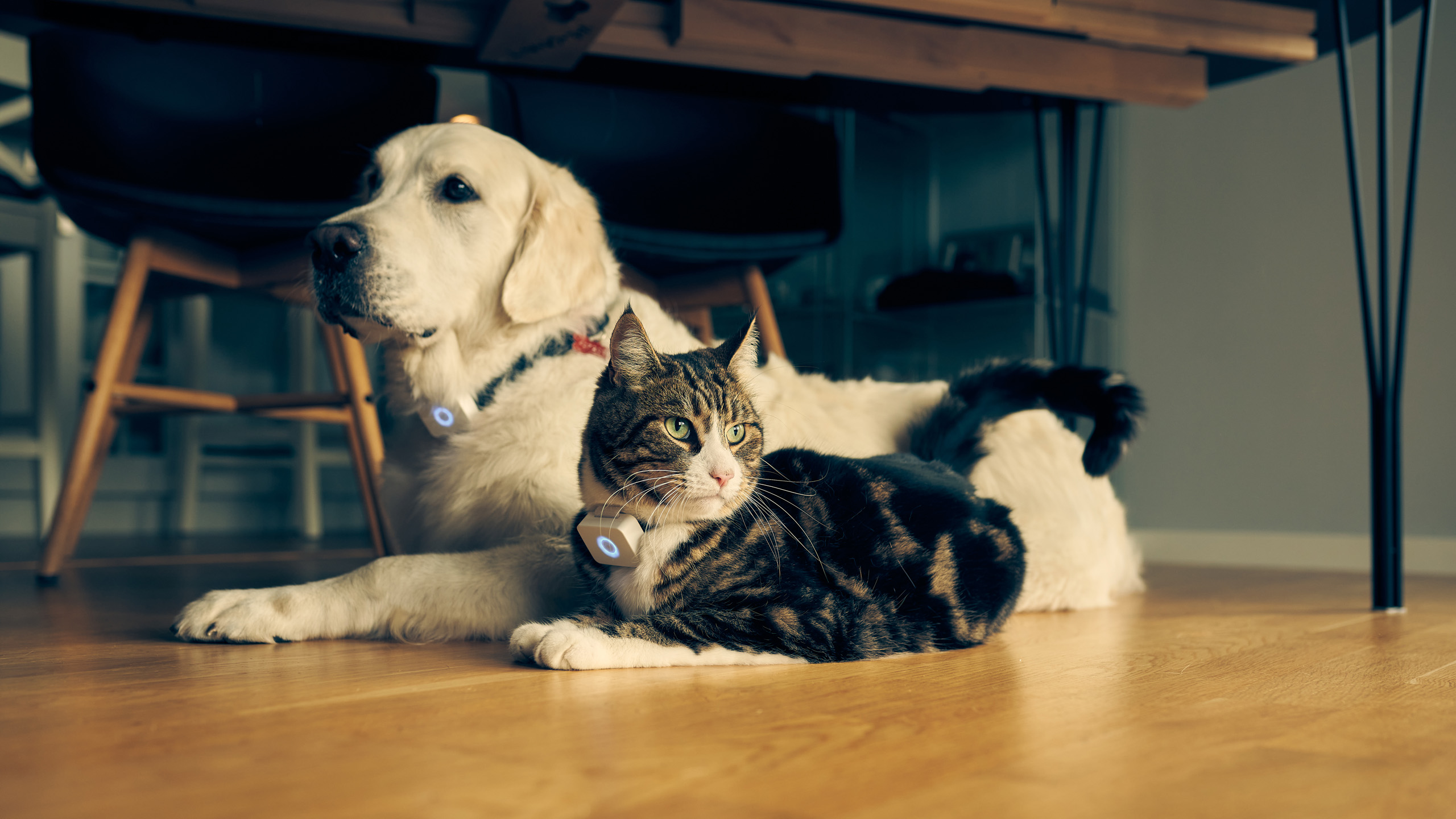 Lilbit Monty Truls DSC7997