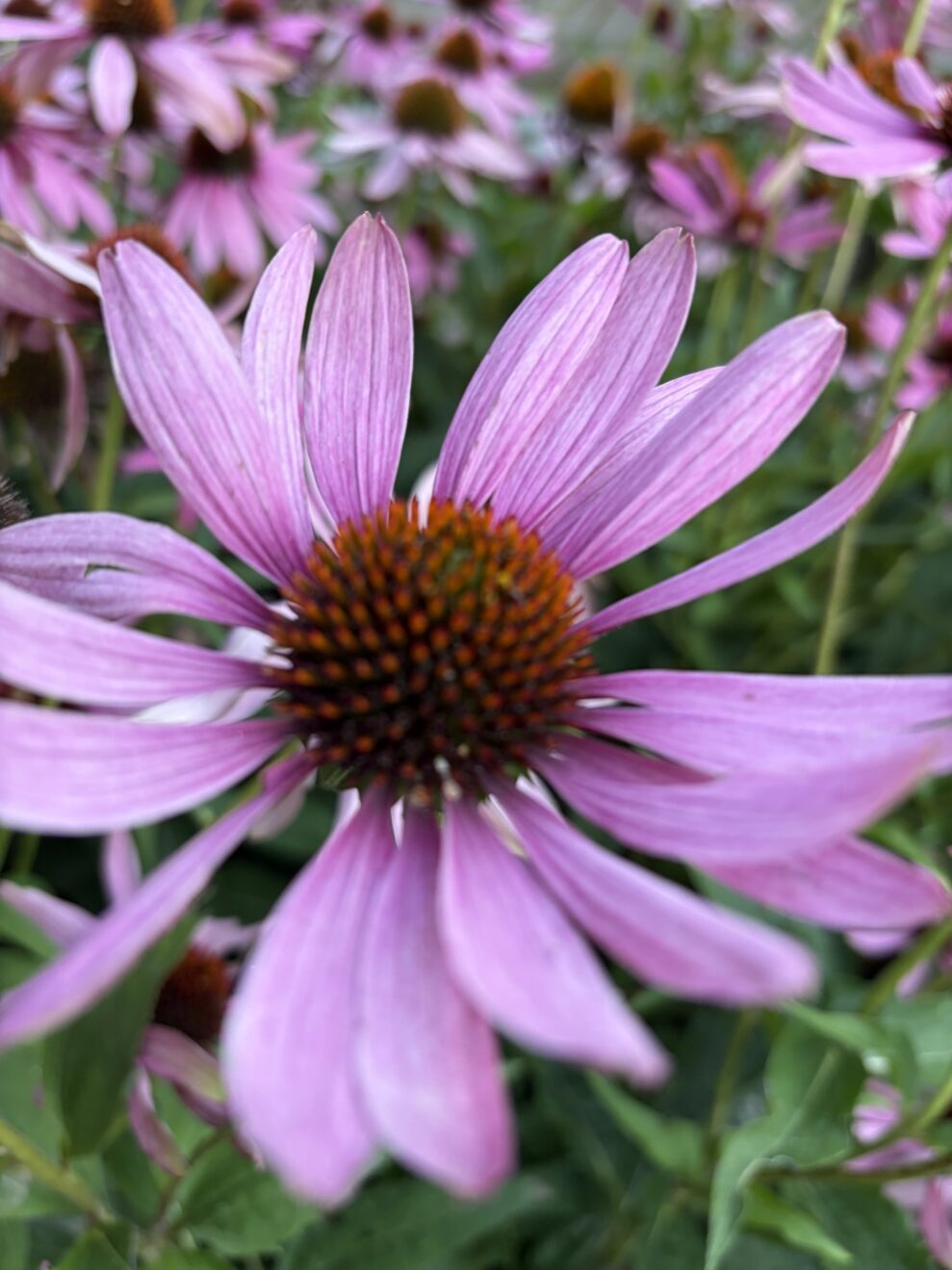 iphone air flower (web)