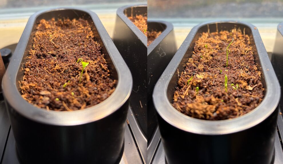 auk mini vecka 1 (web)