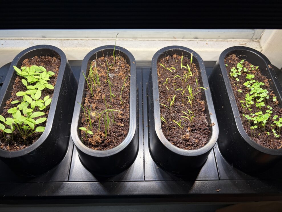 auk mini vecka 2 (web)