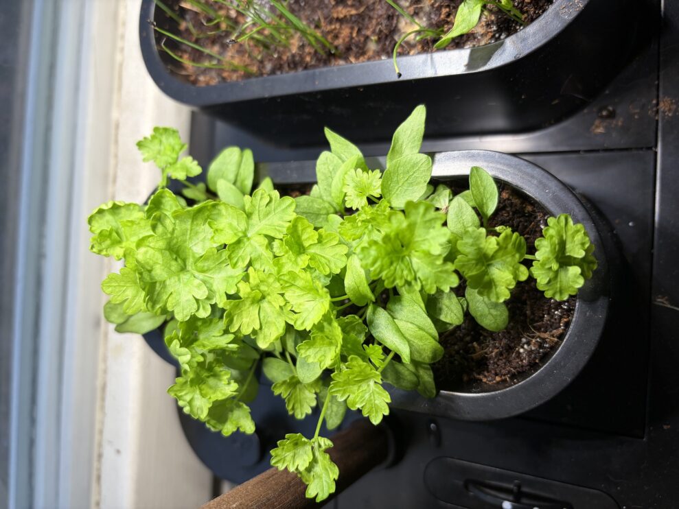 auk mini vecka 3 (web)