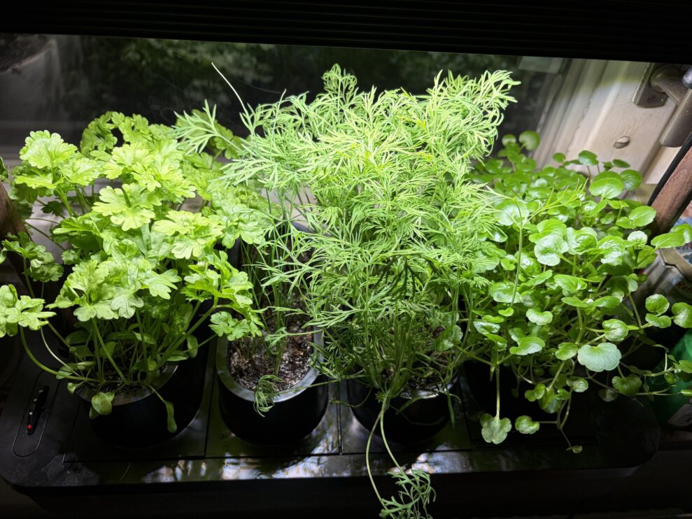 auk mini vecka 4 (web)