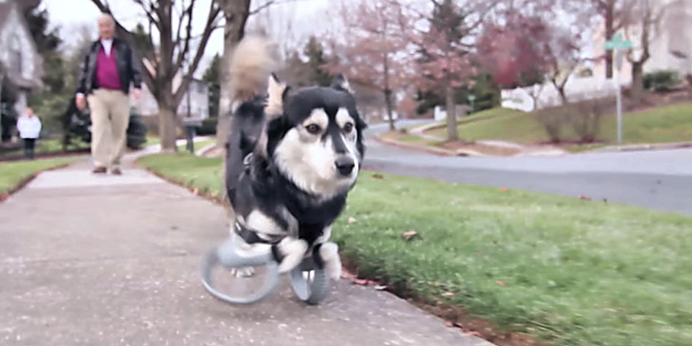 Hunden som springer med 3D-utskrivna proteser